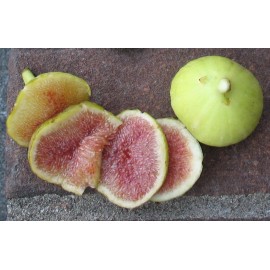 Ficus RARE!! Brooklyn White Fig - 2 Cuttings - PLUS WILLOW WATER FOR ROOTING!!