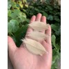 200 Pcs Small Skeleton Leaves Rubber Tree Natural Scrapbooking Craft