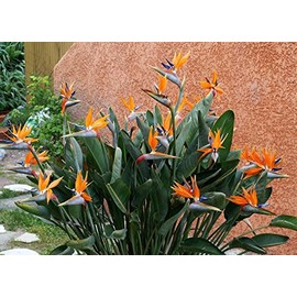 Strelitzia Reginae, flowering Bird of Paradise exotic Crane Flower seed 15 seeds