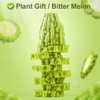 Greenlike Bitter Melon Fruit｜Ku Gua Gan｜苦瓜干｜Fruit of Momordica charantia Linn.