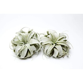 Air Plant Tillandsia Xerographica 6" Wide by Garden in the City/Ships from California/Greenhouse Grown