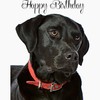 CafePress Black Lab Birthday Notecards (Set Of 10) 4.25" x