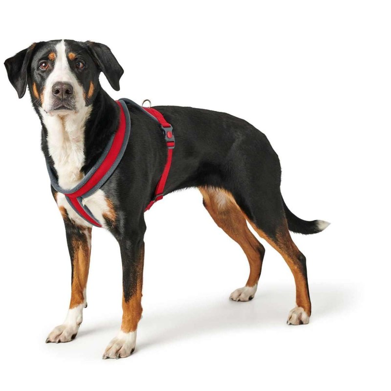 Hunter London Comfort Harness S-M/1