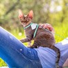 TIESOME - Juego de arnés y correa para gatos, arnés