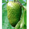 Home-Growth Soursop, Graviola, Guyabano - 20 Seeds 2025 - USA