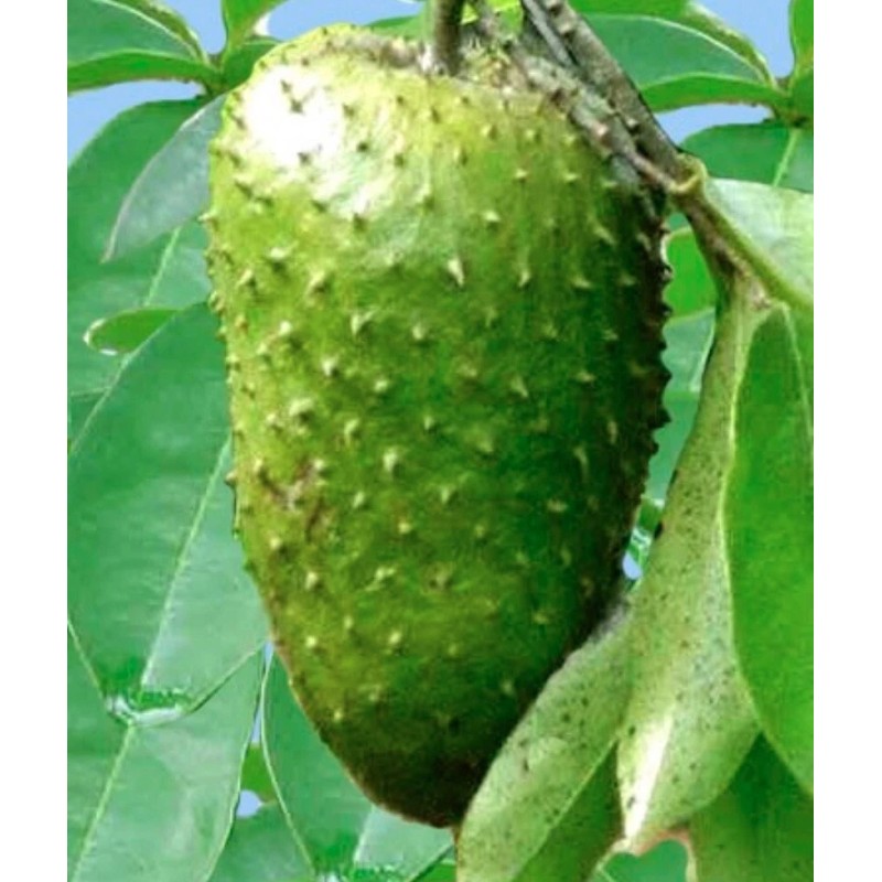Home-Growth Soursop, Graviola, Guyabano - 20 Seeds 2025 - USA
