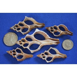 Shorely Yours Decor 5-Fox Seashells- Large Seashells Sliced -Shell Crafts Display Projects, CS-27 - 20 items $58.98