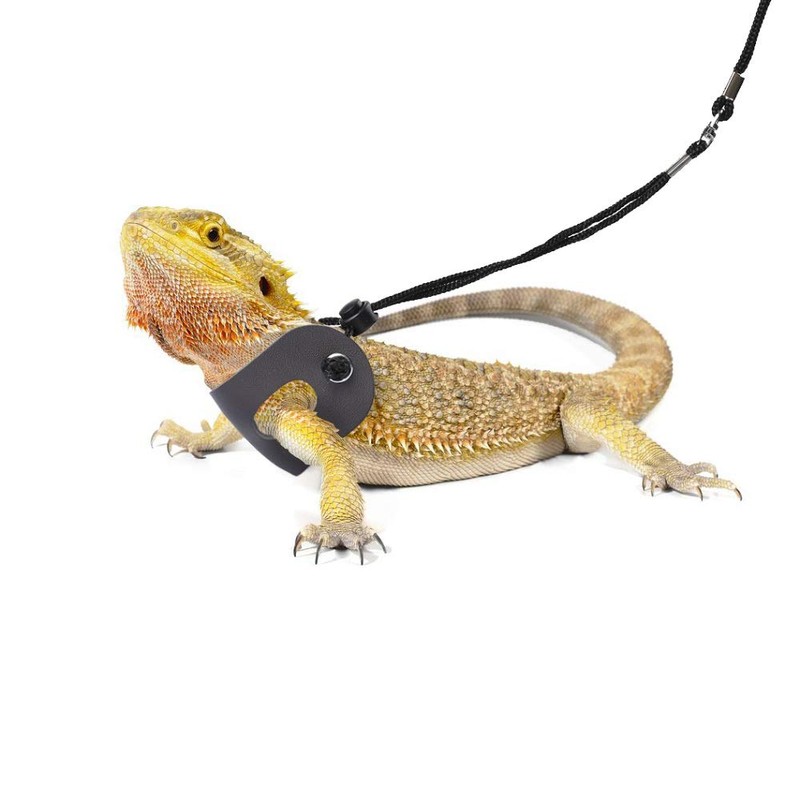 POLKASTORE Bearded Dragon Harness and Leash Adjustable(S,M,L, 3 Pack) -