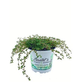 Caraway Thyme Plant, Caraway Thyme, Fresh Thyme