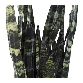Sale-Black Coral Snake Plant - Sansevieria - Almost Impossible to Kill - 4" Pot