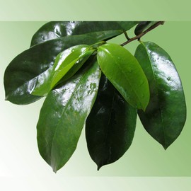 Zokiva Nutritionals - Soursop Leaves Hojas De Guanabana 3 oz Pack of Graviola Leaves for Tea - A Natural Caffeine - Free Bioavailable Superfood Rich in Powerful Antioxidants - in Zip Pouch