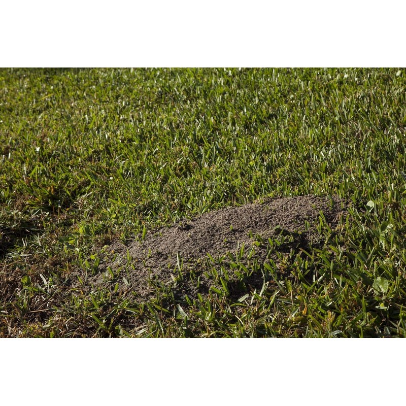 Orthene Fire Ant Killer, 12-oz.