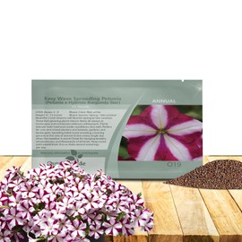 Outsidepride Burgundy Star Easy Wave Petunia Seeds - 15 Pcs. Annual, Compact & Spreading Flower Seeds for Planting Low Growing Vibrant Blooms, Ideal for Garden Beds, Baskets & Container Displays