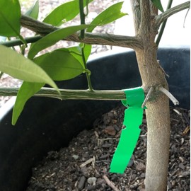 1000 Wrap Around Tree Labels 5" x 1/2" Thermal Plastic Tree Tags Plant Labels, Printable by Dmarketline (Green)