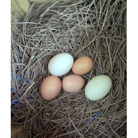 Upcycled Shredded Cardboard Chicken Bedding – 5 lb Box – Eco-Friendly Long-Cut Bedding for Nesting Boxes & Coop Use – Sustainable, Compostable Poultry Duck Bedding