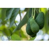 Avocado Fruit Tree 10” With Pot Seedling Live Plant Ready