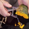 Mutei Peeler [Made in Japan] Seki City Giza Blade [Dishwasher