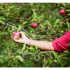 Gansita Fruit Tree Branch Puller Tying Machine Farm Tools Tree