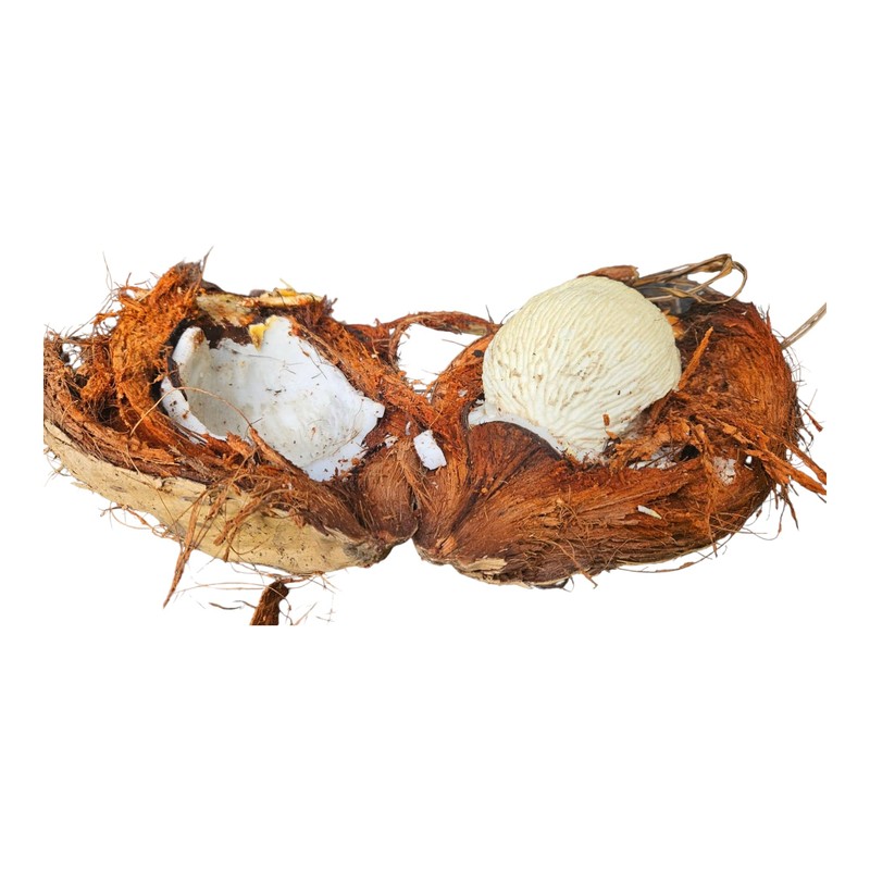 Sprouted Coconut For Planting or Eating