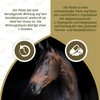 Hofman Lieve No Stress Paste Horse - Size ONESIZE