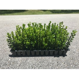 Wintergem Korean Boxwood - 40 Live Plants - Fast Growing Cold Hardy Evergreen