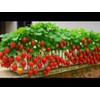 300 Pcs Strawberry Seeds Planting for Outdoor Indoor