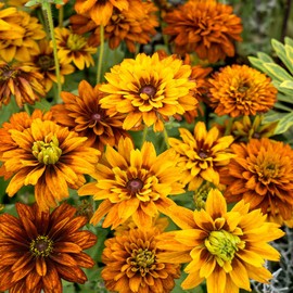 Outsidepride Cherokee Sunset Rudbeckia Hirta Seeds - 100 pcs Perennial, Deer Proof, Flower Seeds for Planting Outdoors w/Vibrant Colors & Double Blooms for Borders Gardens & Cut Flowers (AAS Winner)