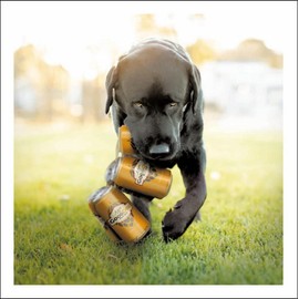 Greeting Card Funny Dog Brewer The Weekend Warrior Loose Leashes by Ron Schmidt