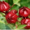 Seed-Top 50 Roselle Seeds Jamaican Sorrel Seeds Florida Cranberry Hibiscus