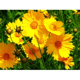 TomorrowSeeds - Lanceleaf Coreopsis Seeds - 2000+ Count - for 2026 Planting Yellow Lance-Leaved Lanceolata Sand Gold Mayfield Florida Tickseed Perennial Wildflower Grow Your Own Home Farm Patio