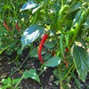 Todd's Seeds Cayenne Long Red Thin Hot Pepper Heirloom Seed