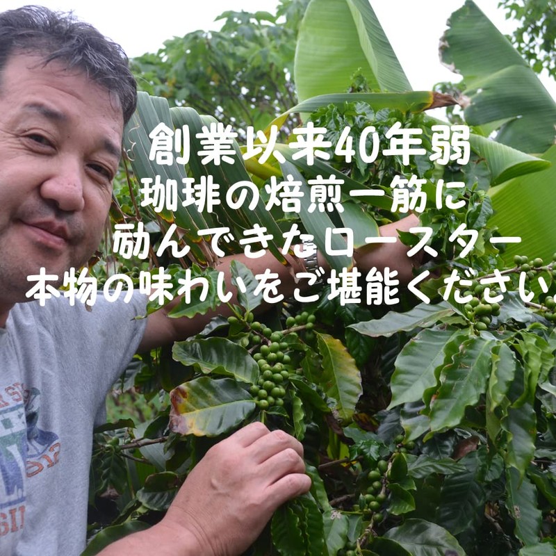 bears coffee beans kilimanjaro AA kibo 14.1 oz (400 g)