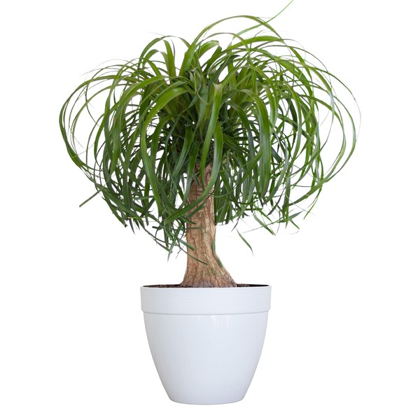 United Nursery Ponytail Palm Live Bonsai Plant, Elephants Foot Indoor Outdoor Easy Care, Low Maintenance House Plant in 6 inch White Décor Pot, Fresh from Our Farm