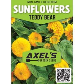 Dwarf Sunflower Seeds for Planting - Grow Teddy Bear Sun Flowers in Your Garden - 25 Non GMO Heirloom Seeds - Full Planting Instructions for Easy Grow - Great Gardening Gifts (1 Packet)