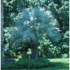 Buy Rare Seeds Brahea armata | Blue Hesper & Mexican-Blue