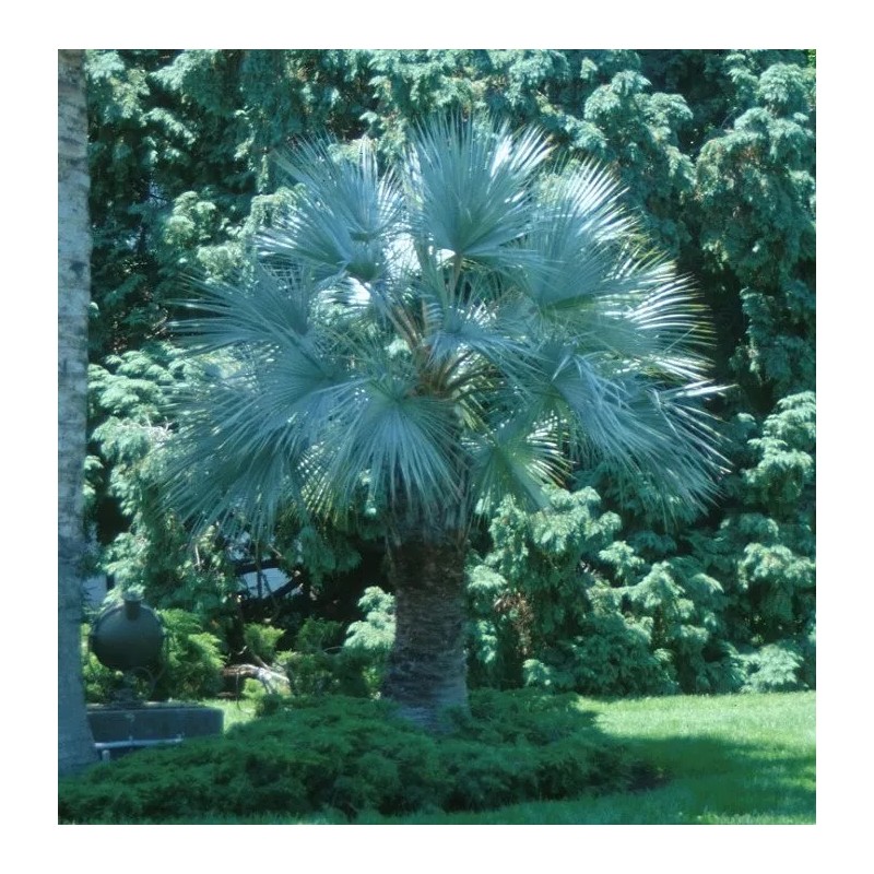 Buy Rare Seeds Brahea armata | Blue Hesper & Mexican-Blue