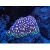 Perfect Corals Aminos Plus - Amino Acids & Essential Vitamins