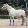 LEAFOREST Horse Fly Boots Set of 4 - Non Slip