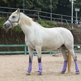 LEAFOREST Horse Fly Boots Set of 4 - Non Slip Leg Protection for Donkey Mini Pony Draft, Breathable Mesh Fly Boots for Pasture & Barn Use Violet Pony