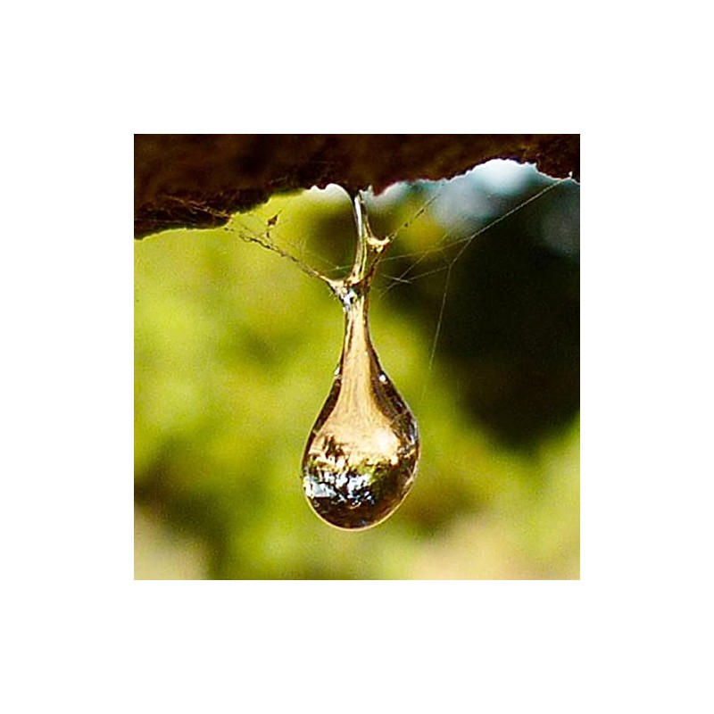 Mastic + Prebiotic (160 Capsules) Masticlife