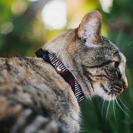 Buckle Down Love Me Sketch Stars Stripes Breakaway Cat Collar with Bell, Plastic Clip, Easy Adjustable- 8.5 to 12 Inches 0.5 Inch Wide