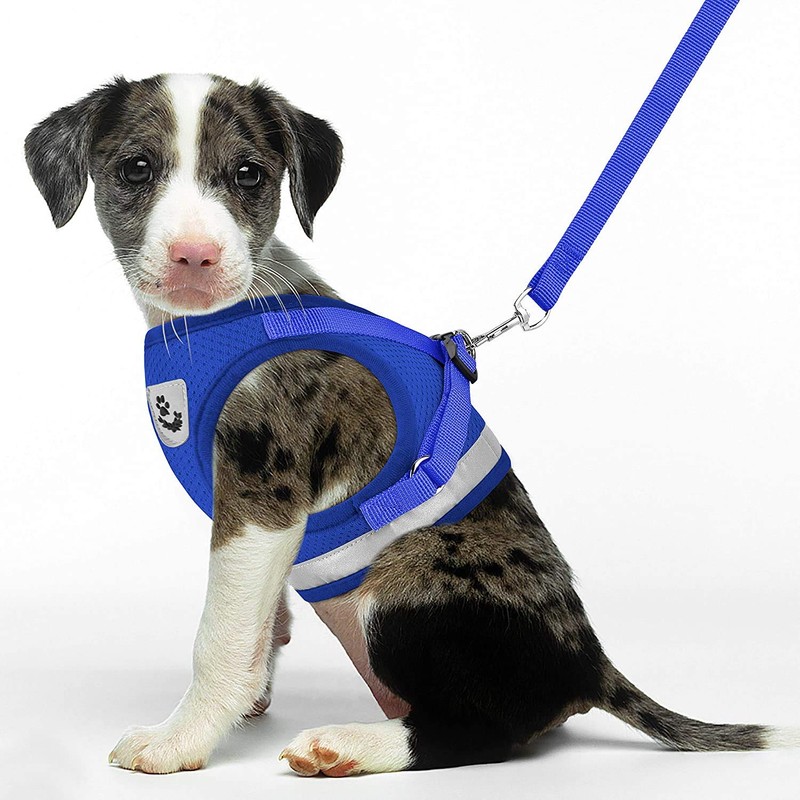 Cat Harness, Collar, For Dogs & Cats, Small Dogs, Rabbits,