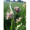 PhytoMedx Milkweed Cream - Sun-damaged skin care cream - Natural