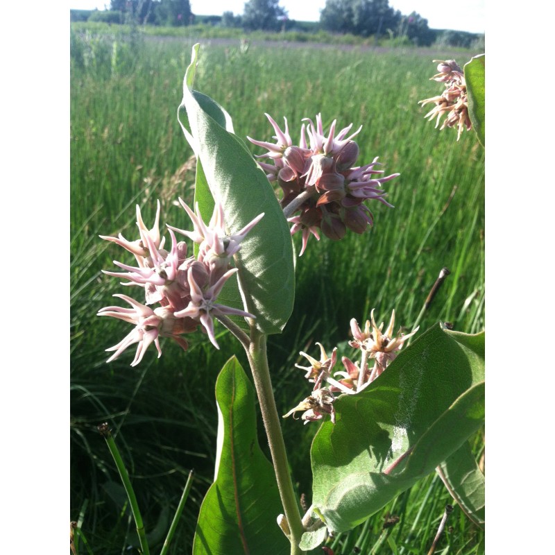 PhytoMedx Milkweed Cream - Sun-damaged skin care cream - Natural
