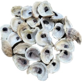Oyster Oasis | Oyster Shells 2"-3" | 24 Pieces • Free Two Day Shipping