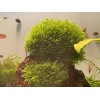 Mini Pellia aka Coral Moss 2" x 2" Riccardia chamedryfolia