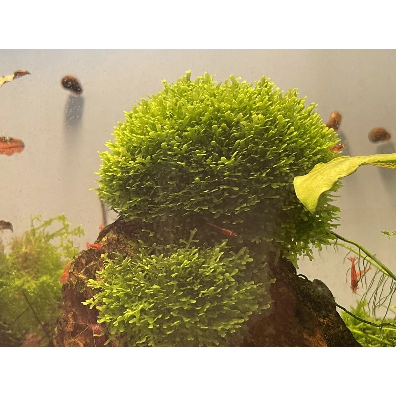 Mini Pellia aka Coral Moss 2" x 2" Riccardia chamedryfolia