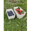 Bramley & Sage 500g Biodegradable Fibre Fruit Punnets (Various Quantities)