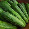 Early Fortune Heirloom Cucumber - 25 Seeds - Heirloom &