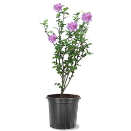 American Plant Exchange Live Hibiscus Althea Purple Rose of Sharon, 3-Gallon Pot, 1-2ft. Tall, Large Outdoor//Landscape/Garden Plant, Stunning Purple Flowers